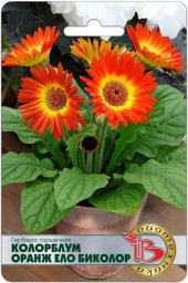 Гербера Колорблум Оранж Ело Биколор 5шт Б/техн